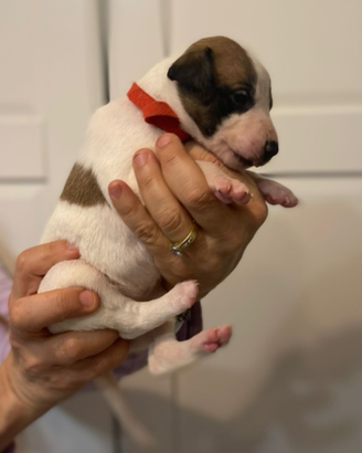 Whippet meravigliosi cuccioli