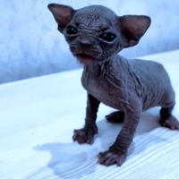 Cuccioli di sphynx trasporto in tutta italia