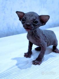 Cuccioli di sphynx trasporto in tutta italia