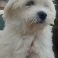 Maltese