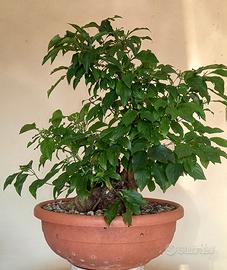 Pre bonsai sanguinello (cornus sanguinea) #1
