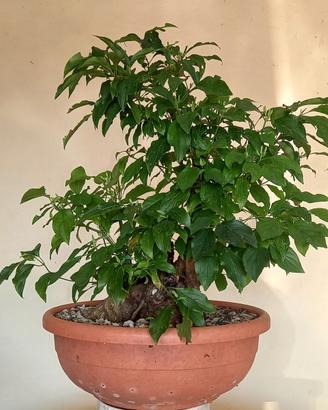 Pre bonsai sanguinello (cornus sanguinea) #1