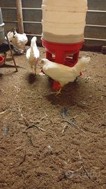 Gallina Gallo ovaiole