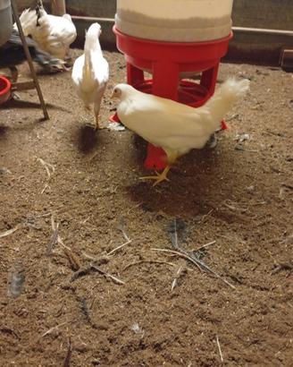 Gallina Gallo ovaiole