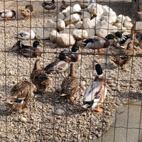 Tacchini e germani reali e galline ovaiole e ornam