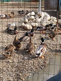 Tacchini e germani reali e galline ovaiole e ornam