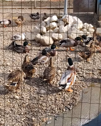 Tacchini e germani reali e galline ovaiole e ornam