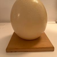 Guscio di uovo di struzzo