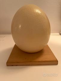 Guscio di uovo di struzzo