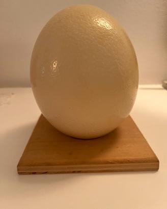 Guscio di uovo di struzzo