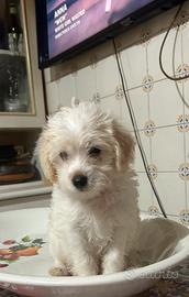 Maltipoo toy