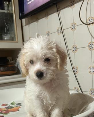 Maltipoo toy