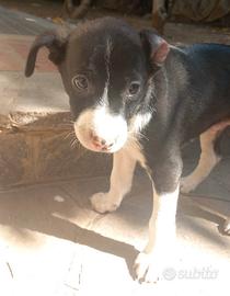 Cuccioli meticci