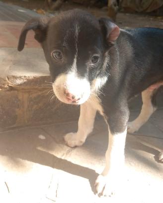 Cuccioli meticci