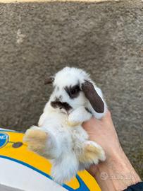 Cucciolo ariete conigli