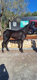 Puledro murgese 2 anni
