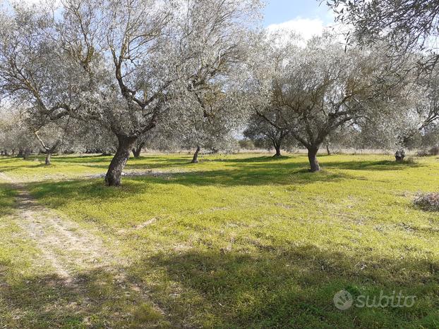 Oliveto in loc. Zinibiri