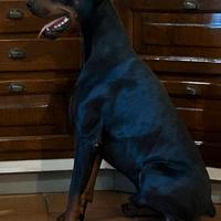 Dobermann per monta