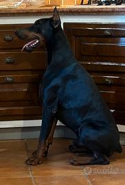 Dobermann per monta