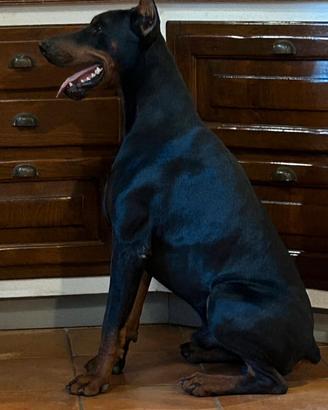 Dobermann per monta