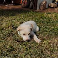 Cuccioli di maremmano