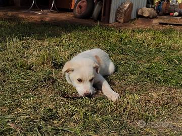 Cuccioli di maremmano