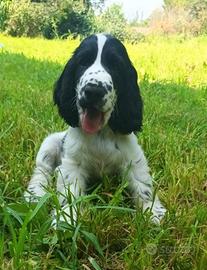 Cucciolo Cocker Spaniel Inglese