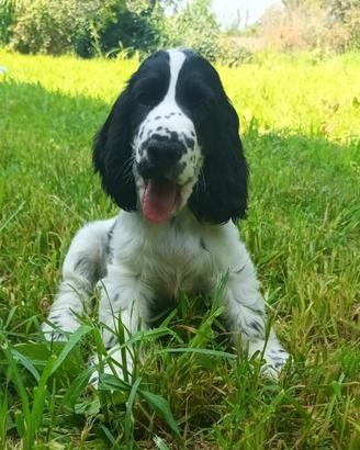 Cucciolo Cocker Spaniel Inglese