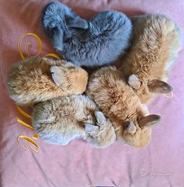 Minilop cuccioli ariete nano coniglio