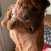 Barboncino Red Toy Femmina