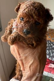 Barboncino Red Toy Femmina