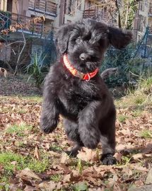 Riesenschnauzer gigante nero