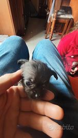 Chiuhuha incrocio barboncino Toy