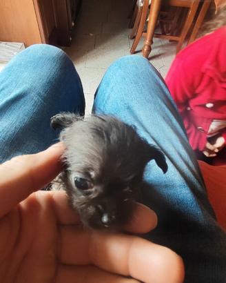 Chiuhuha incrocio barboncino Toy