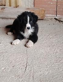 Cuccioli di border collie