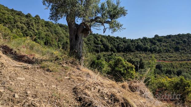 Terreno agricolo tra Casalvelino e Pollica