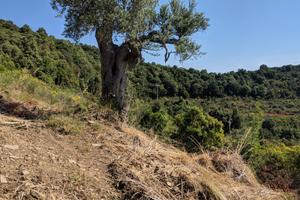 Terreno agricolo tra Casalvelino e Pollica