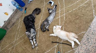 Splendidi cuccioli di Maine Coon disponibili