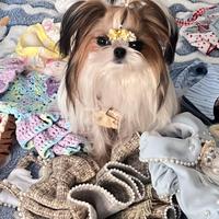 Shih tzu maschio disponibile subito