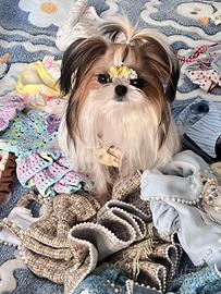 Shih tzu maschio disponibile subito