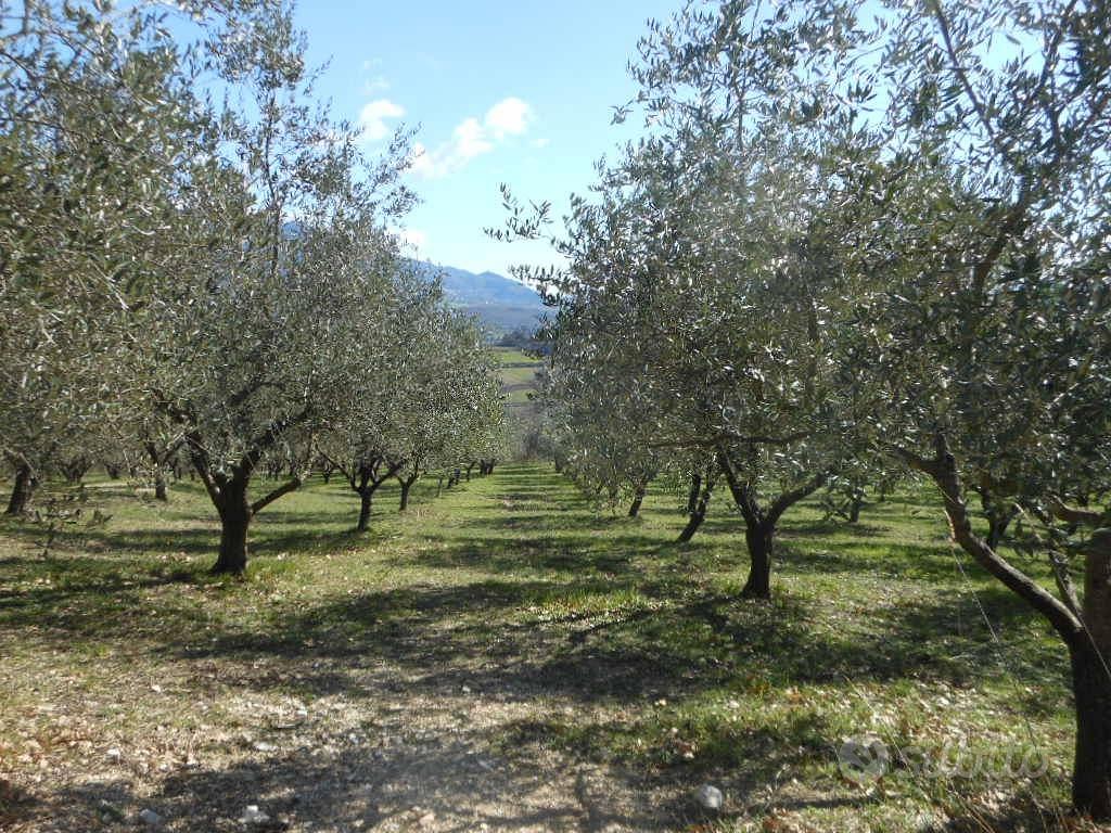 Terreno di 20000 m² a Pratella - Vista 5