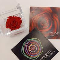 rosa rossa stabilizzata 