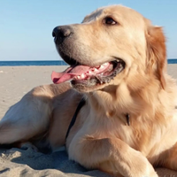 Golden retriever mantello oro con pedegree