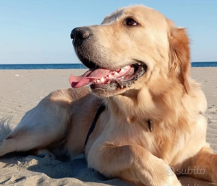 Golden retriever mantello oro con pedegree