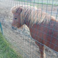 Pony e maialino nano vietnamita