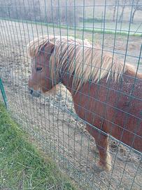 Pony e maialino nano vietnamita