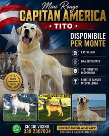 Labrador
