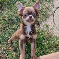 Chihuahua maschio pelo lungo