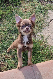 Chihuahua maschio pelo lungo