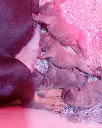 Bulldog francese